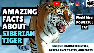 Amazing Facts About Siberian Tigers  World Most Powerful Cats  Siberian Tiger Facts Traits [upl. by Roddy]