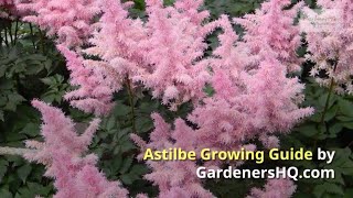 Astilbe Growing Guide by GardenersHQ [upl. by Ajit]