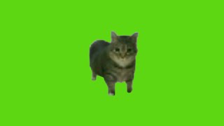 oo ee a e a Cat Green Screen [upl. by Ricardama]