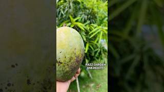 KOSSERI MANGOES razzgarden 9562600777 [upl. by Akinaj]