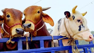 cow unloading cow videos cow video animal big cow goru hamba cow Ep36 [upl. by Ruthi223]