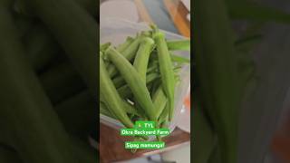 Backyard Farm Fresh Okra Everyday [upl. by Ottie]