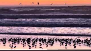 Sanderlings Ocean Beach San Francisco birds shorebirds sanderlings oceanbeach Sanfrancisco [upl. by Anees]