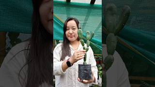 Opuntia Canterae elata shortvideo plantcollection showcase subscribeformore cactulover [upl. by Lashondra865]