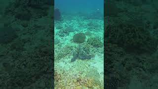 Octopus Emerges Briefly Before ReCamouflaging in the Reef [upl. by Adnohrahs]