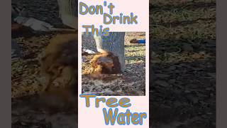 Tree Water You Should Never Drink [upl. by Idnim]