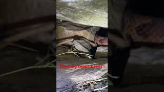 Stunning copperheads in a crevice dayhikingandherpingdudes [upl. by Einnig77]