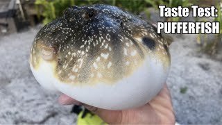 The Deadliest Catch amp Cook PUFFERFISH FUGU [upl. by Keram]