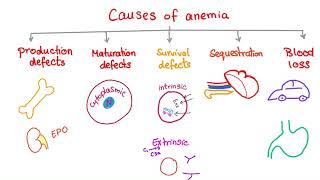 Anemia  Causes and Mechanisms  Fatigue and Pallor  Hematology Series [upl. by Nobe]