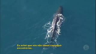 Câmera Record consegue imagem rara da baleia cachalote a rainha dos mares da Nova Zelândia [upl. by Brink245]