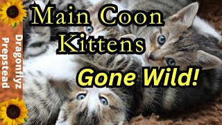 Main Coon Kittens  Gone Wild [upl. by Baer]