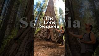 The Lone Giant Sequoia of Calaveras Big Trees State Park shorts bigtrees giantsequoia trees [upl. by Lasala89]