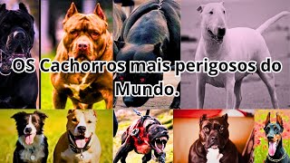 Os Cachorros Mais Perigosos do Mundo Cuidado [upl. by Linskey]