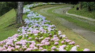 Petrópolis  A Cidade das Hortênsias by Anselmo Duarte [upl. by Ocsicnarf]