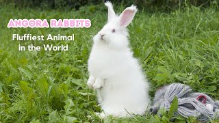 Interesting Facts About Angora Rabbit  The Fluffiest Animal in the World  A Cute Bunny [upl. by Nylrahc44]