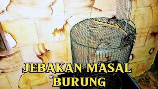 🔴Membuat Jebakan🦜 masal untuk burung Pintu perangkap Otomatis dari kawat ram [upl. by Staten]