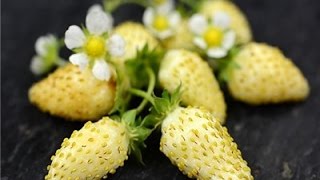 ⟹ White Soul Alpine Strawberry Fragaria vesca A NICE LITTLE WHITE STRAWBERRY [upl. by Ailemaj]