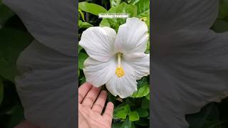 3 Methods to Mealybugs treatment mealybug hibiscu [upl. by Elizabet]