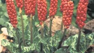 Arum italicum pictum Italian Arum [upl. by Adahs]