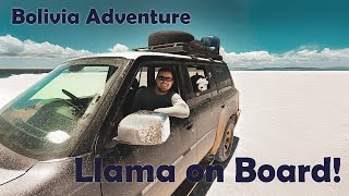 LlamaLed Expedition Exploring Bolivia with our Furry Friend Salt Flats Flamingos and more [upl. by Raoul]