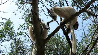 A Family of Verreaux Sifaka Zombitse NP Madagascar [upl. by Ellenahc]