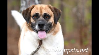 quotSnoopyquot for adoption at waltonpetsnet [upl. by Haily]