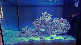 Day 1 with Rainbow Bubble Tip Anemone in the 135g Nano Reef Tank [upl. by Nahtanoy]