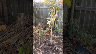 Cutting persimmon tree updates [upl. by Eltsyrc]