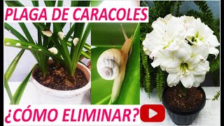 Aprende a eliminar la plaga de caracoles fácil [upl. by Quartana341]