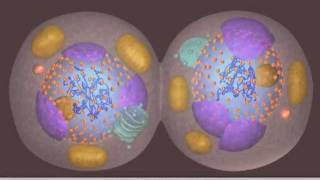 Mitosis [upl. by Aninaj]