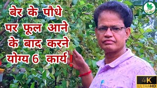 बेर के पौधे पर फूल आने के बाद करने योग्य 6कार्य6Tasks To Do After Ber Plant Flowering 🍏 [upl. by Oigile]