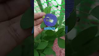 Aparajita plant  gardening  short video  viral ❤👍 [upl. by Landan]