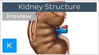 Kidney Structure and Function preview  Human Anatomy  Kenhub [upl. by Atsirtal]