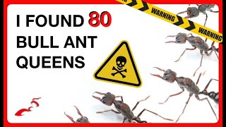 80 Dangerous Queen Bull Ants  Feeding Time [upl. by Nette]