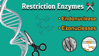 What is restriction enzymes  endonuclease and exonucleases  uses  in Hindi [upl. by Lena468]