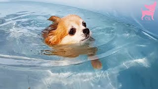 Cute Chihuahua Dogs Having Fun in a Swimming Pool [upl. by Bergerac]