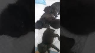 creciendo los conguitos🖤🧡🐣🐈‍⬛ british scottishfold catlover kitten [upl. by Deloris623]