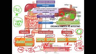 Clase 53 Fisiología Gastrointestinal  Digestión en el tubo digestivo IGdoctorpaiva [upl. by Nohsav]