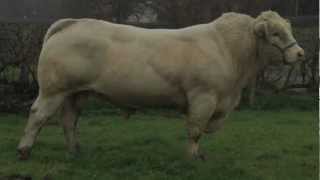 Charolais Bull BlelackDigger AI Sire [upl. by Sitnik]