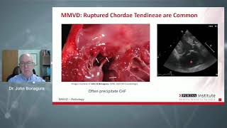 Webinar Clinical amp Nutritional Management of MMVD in dogs [upl. by Jacob183]