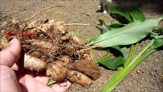 East Indian Arrowroot  Curcuma Angustifolia  NarrowLeaved Turmeric [upl. by Tonie226]