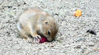 Süße Präriehunde im Tiergarten Zoo Schönbrunn [upl. by Seyah428]