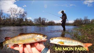 Fly Fishing For Atlantic Salmon  River Philip Nova Scotia [upl. by Hentrich]