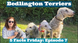 5 FACTS FRIDAY Bedlington Terriers Bedlington Fur Bedlington History [upl. by Nari]