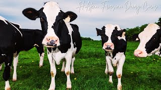 Holstein Friesian Dairy Cows • Milking Cows at a Dairy Farm • Cow Video [upl. by Otilesoj]