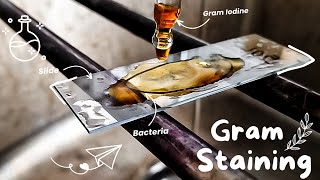 Gram staining procedure 🌸🔬 Bacterial staining technique  How to perform a gram stain Microbiology [upl. by Tedra]