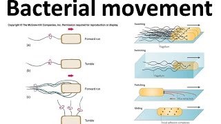 Bacterial movement using flagella [upl. by Yrtnahc]