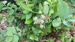 Growing Blueberries in the UK is Easier Than You Think [upl. by Galateah]