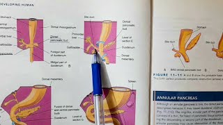 Development of Pancreas  Alimentary System Part 5 [upl. by Sesiom244]