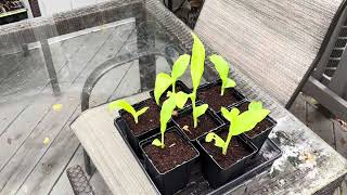 Grow Canna Lilies from Seed [upl. by Alaet]